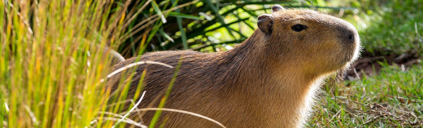 Header Image Capybara Encounter TZ 2880 scaled