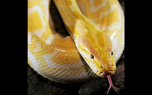 Albino Burmese Python