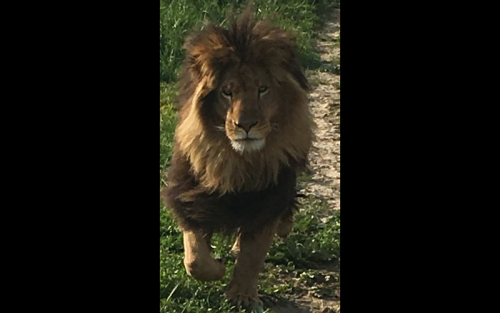 Lion - Male