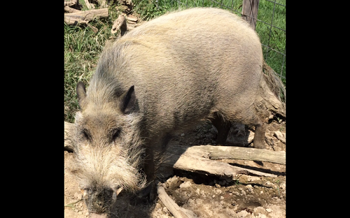 Pig-Borneo