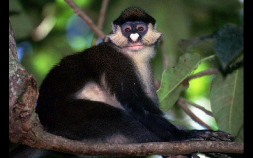 Spot Nose Guenon