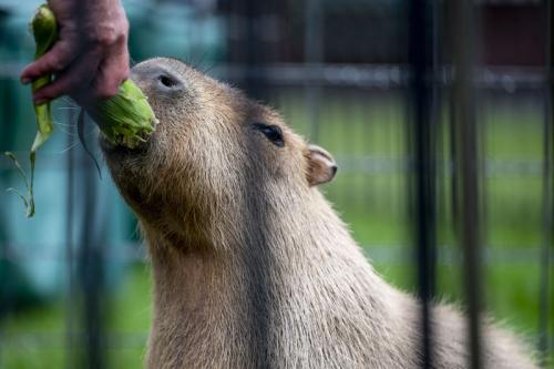 Capybara eating