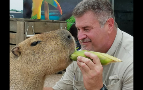 Capybara eating trainer