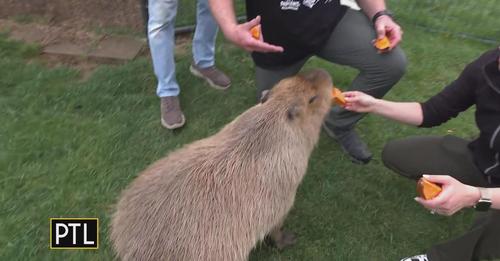 Capybara eating trainers