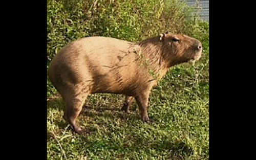 Capybara outside