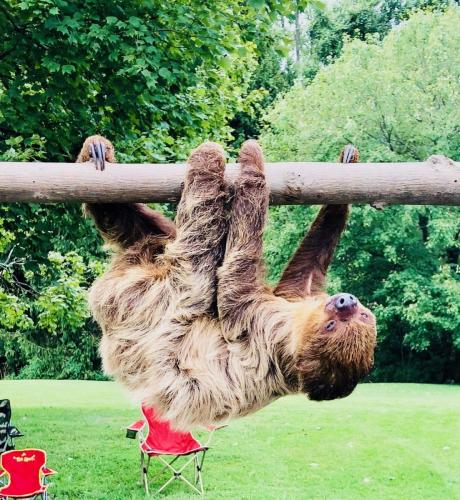 Sloth upside down log