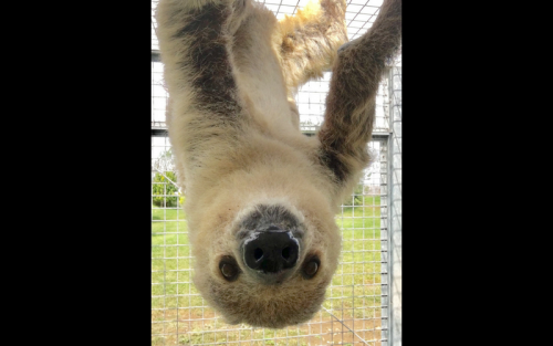 Two Toed Sloth