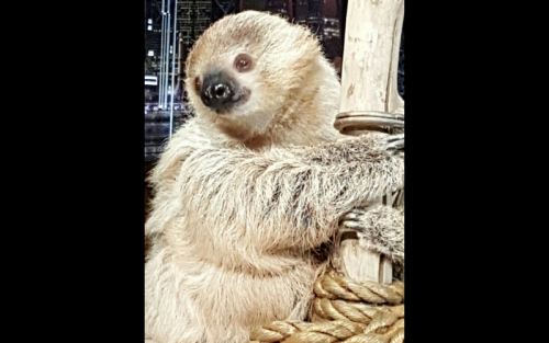 Two Toed Sloth log