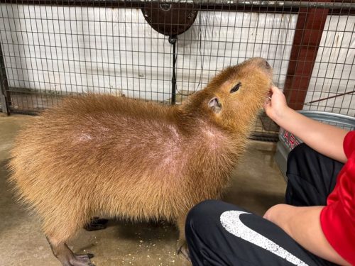 capybara-petting
