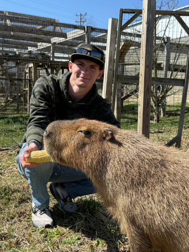 capybara hand feeding corn
