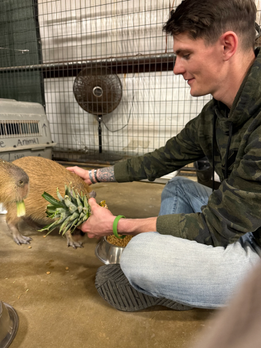 capybara hand feeding pineapple