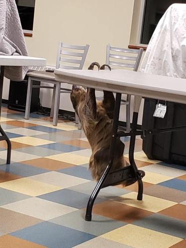 sloth climbing table