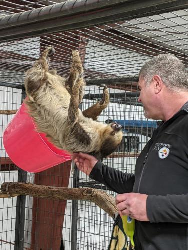 sloth crawling cage