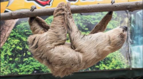 sloth crawling upside down log