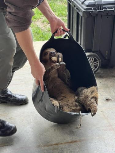 sloth cuddling tote trainer