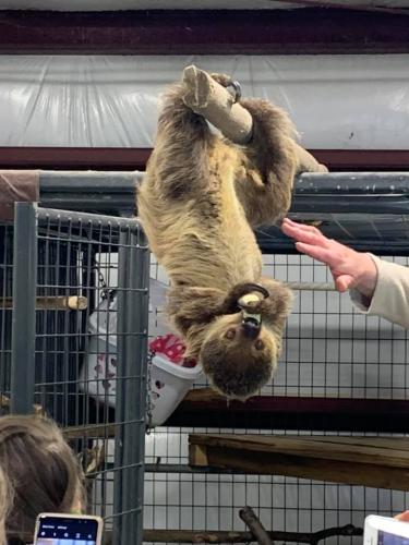 sloth hanging upside down