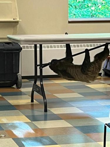 sloth show trainer crawl table