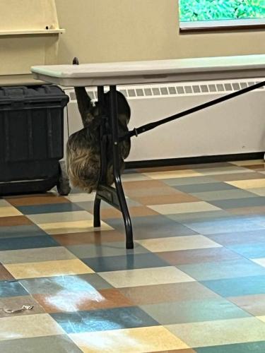 sloth show trainer under table
