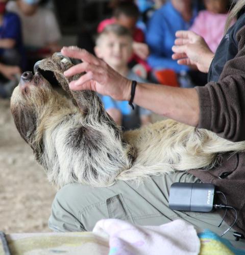 sloth trainer show