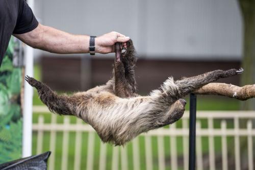 sloth trainer streching