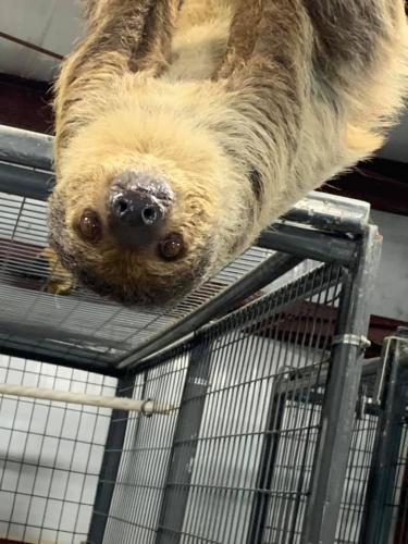 two toed sloth upside down