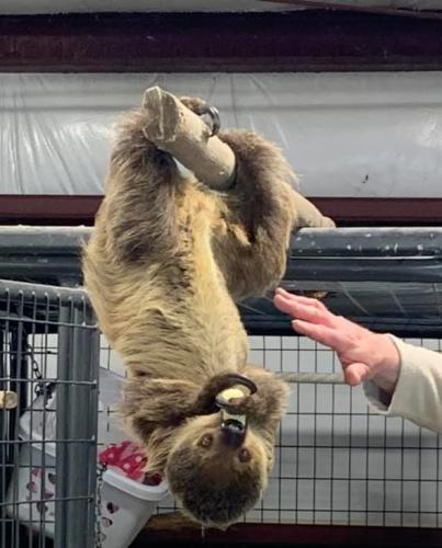 two toed sloth log upside down