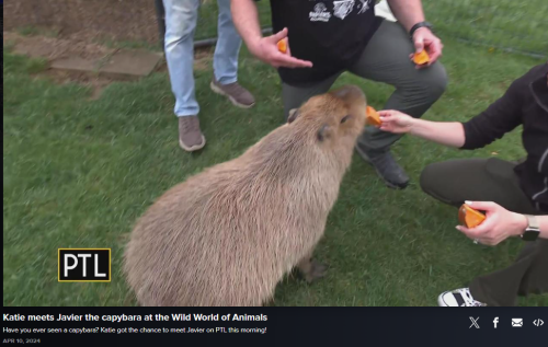 wild world of animals capybara